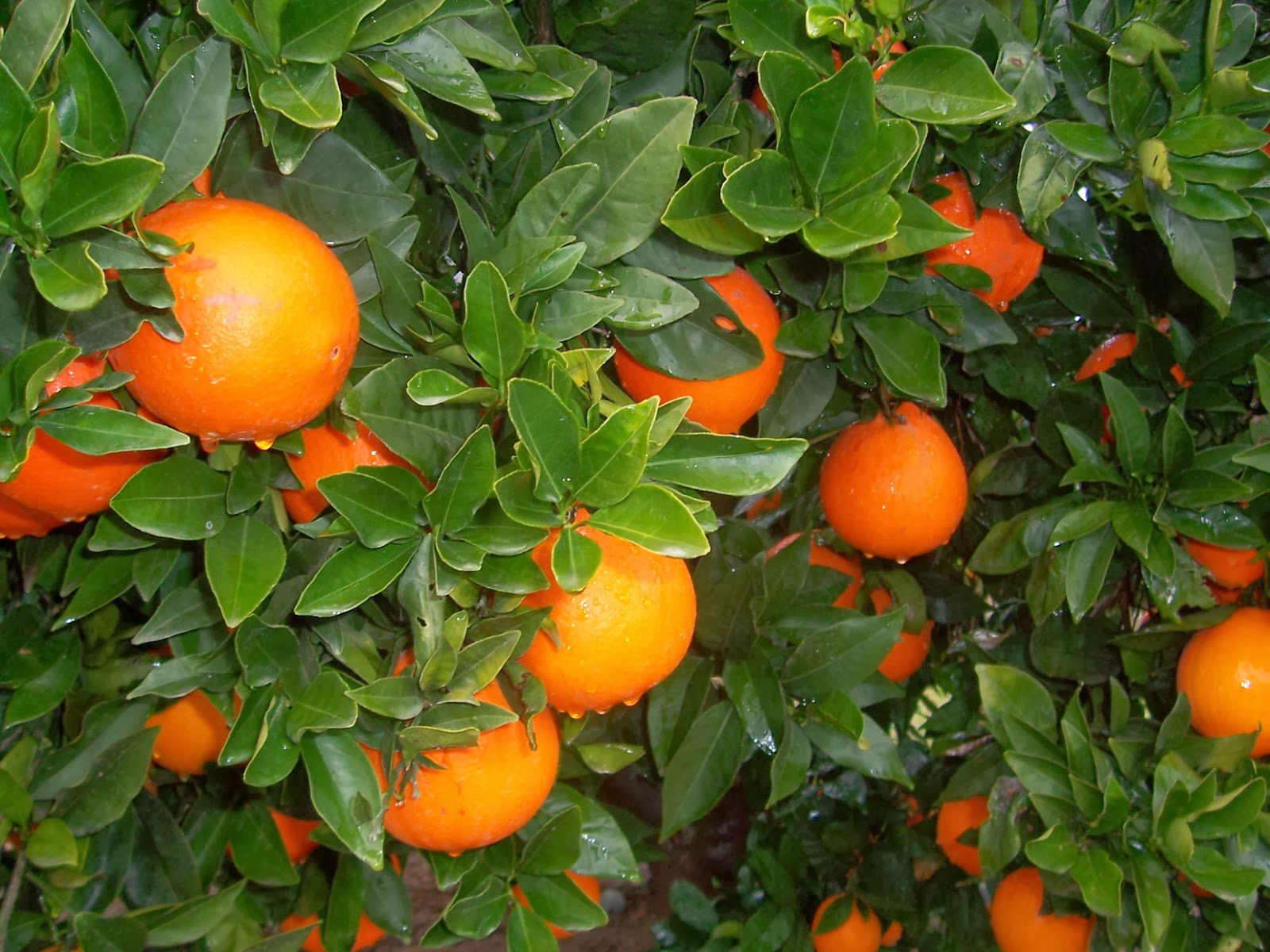 Апельсиновое дерево. Минеола дерево. Апельсиновое дерево Ломоносов. Orlando Tangelo. Naranjo.