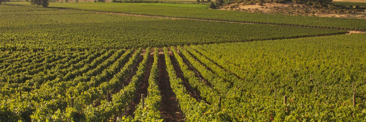 vigne spagna