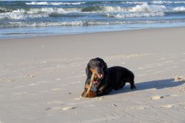 al mare con il cane